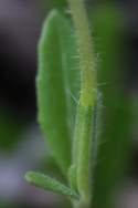 Cutleaf Evening Primrose