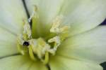 Cutleaf Evening Primrose