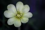 Cutleaf Evening Primrose