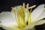 Cutleaf Evening Primrose