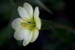 Cutleaf Evening Primrose