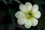 Cutleaf Evening Primrose