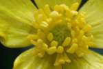 Swamp / Marsh Buttercup