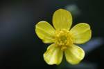 Swamp / Marsh Buttercup