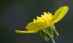 Swamp / Marsh Buttercup