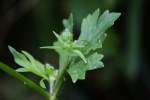 Swamp / Marsh Buttercup