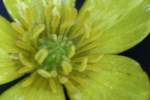 Swamp / Marsh Buttercup