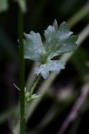 Swamp / Marsh Buttercup