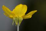 Swamp / Marsh Buttercup