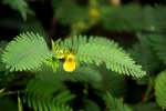 Sensitive Partridge-pea