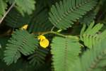 Sensitive Partridge-pea