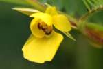 Sensitive Partridge-pea