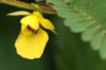 Sensitive Partridge-pea