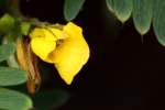 Sensitive Partridge-pea