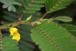 Sensitive Partridge-pea