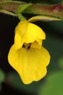 Sensitive Partridge-pea