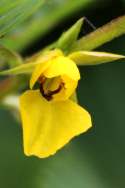 Sensitive Partridge-pea