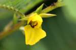 Sensitive Partridge-pea