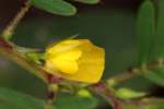 Sensitive Partridge-pea