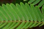 Sensitive Partridge-pea