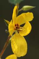 Partridge Pea