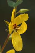 Partridge Pea