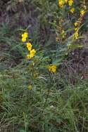 Partridge Pea