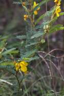 Partridge Pea