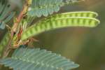 Partridge Pea