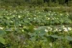 American Lotus / Yellow Lotus-lily 