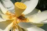 American Lotus / Yellow Lotus-lily 