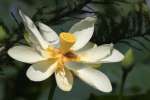 American Lotus / Yellow Lotus-lily 