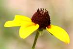 Black-eyed Susan