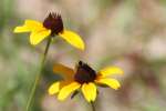 Black-eyed Susan