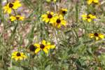 Black-eyed Susan