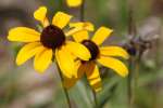 Black-eyed Susan