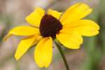 Black-eyed Susan