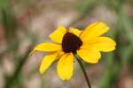 Black-eyed Susan