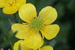 Swamp / Marsh Buttercup