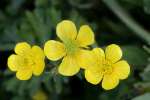 Swamp / Marsh Buttercup