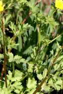 Swamp / Marsh Buttercup