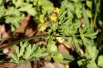 Swamp / Marsh Buttercup