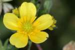 Swamp / Marsh Buttercup