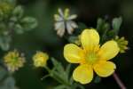 Swamp / Marsh Buttercup