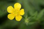 Swamp / Marsh Buttercup