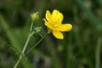 Swamp / Marsh Buttercup