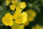 Swamp / Marsh Buttercup