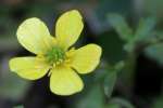 Swamp / Marsh Buttercup