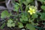 Swamp / Marsh Buttercup