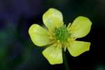 Swamp / Marsh Buttercup